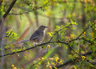 Striated Babbler on a branch in Spring