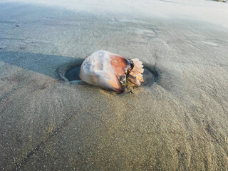 Jellyfish Ashore In The Sand