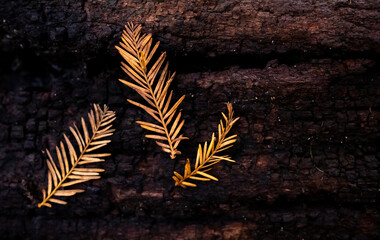 leaves on black background