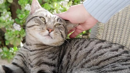 Gray striped cat whiskas color in wicker chair in sunny garden, female hand gently stroking, love for animals, interaction with person, mental life with pets, relieve stress, animal-companion