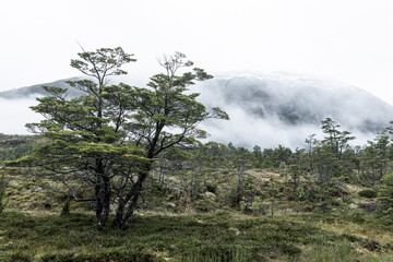Landscape between Caleta Yungay and Tortel - traveling the Carretera Austral at the end of summer - Patagonia, Chile
