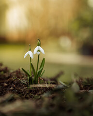 Spring