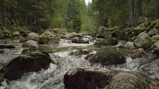 Beli iskar river in Bulgaria running through stones in green forest.
