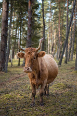 Semi-wild cow (Highland breed) at the Engure lake nature park in Latvia
