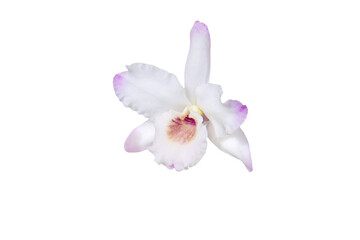 Dendrobium orchid hybrid white single flower with small amount of pale pink or purple isolated transparent png - Powered by Adobe