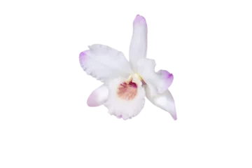 Fototapeten Dendrobium orchid hybrid white single flower with small amount of pale pink or purple isolated transparent png © photohampster