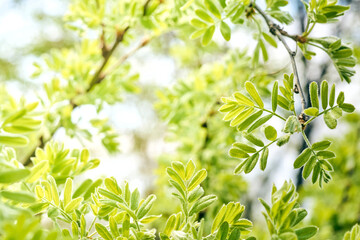 Spring green warm photo of blooming tender tree sprouts