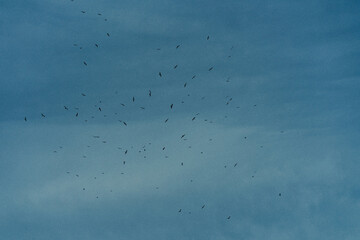 birds before the storm