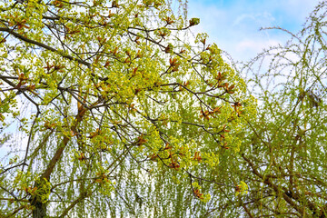 Spring green warm photo of blooming tender tree sprouts