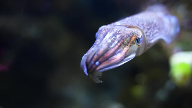 Cuttlefish Tabby Squid Closeup Squid In Water Slow Motion