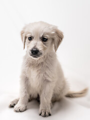 a confused golden retriever puppy