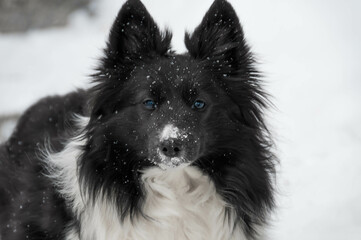 closeup of a female black and white shetland sheepdog with blue eyeus posing when snowing