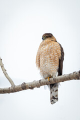a Red Shoulder Hawk, locates its prey from its perch