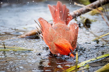 a Northern Cardinal male taking a morning bath in a small stream