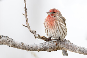 a male House Finch perched on a juniper tree in winter 