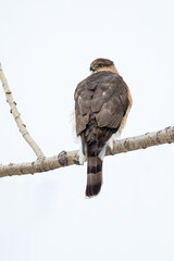 a Red Shoulder Hawk, locates its prey from its perch