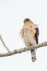a Red Shoulder Hawk, locates its prey from its perch