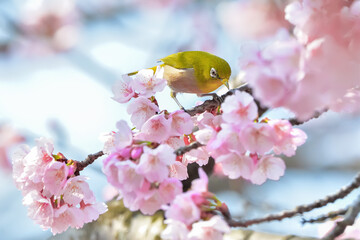メジロと桜 
