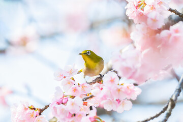 メジロと桜 