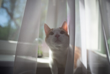 curious cat looks behind curtain, sunny day in authentic home interior - obrazy, fototapety, plakaty