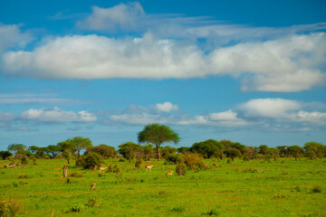 Beautiful landscape with animals, trees and mountains in Africa.