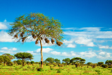 Fototapeta premium Beautiful landscape with animals, trees and mountains in Africa.