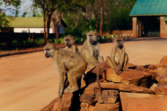 Baboons family . Three babons sitting funny ekspresion
