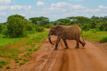 Fototapeta na wymiar Big elephant crossing the brown sand road in a bush.
