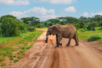 Fototapeta na wymiar Big elephant crossing the brown sand road in a bush