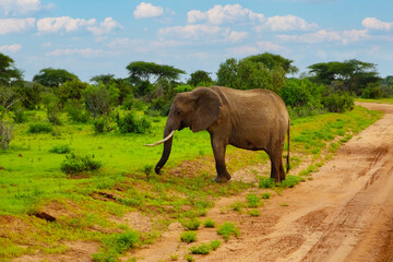 Naklejka na ściany i meble Big elephant crossing the brown sand road in a bush.