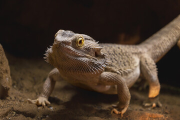 Agama australian - Pogona vitticeps - another name Agama bearded lizard in a terrarium.