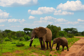 Naklejka na ściany i meble Female Elephant and her baby walking through Amboseli National Park in Africa.