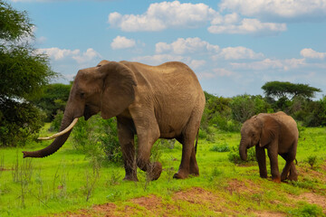Fototapeta na wymiar Female Elephant and her baby walking through Amboseli National Park in Africa.