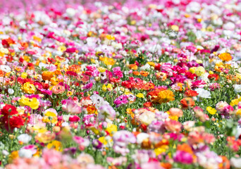 colorful flowers