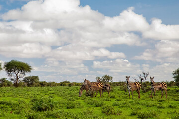 Several Zebras in the grass nature habitat, National Park of Kenya. Wildlife scene from nature in Africa