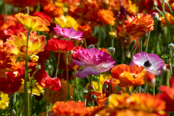 Fototapeta na wymiar colorful flowers