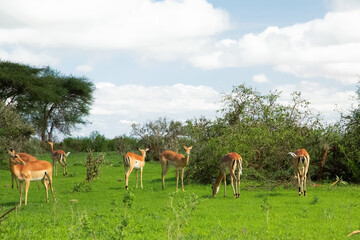 Savannah landscape sunset in South Africa bush Savannah landscape.Grant's gazelle female at savannah.