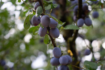 plums on a tree