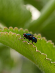 Close up of fly on green plant