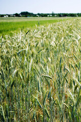 Green rye field ripens on a sunny summer day, soft focus. Agriculture