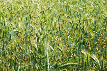 Green rye field ripens on a sunny summer day, soft focus. Agriculture