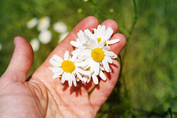 Daisies in a female hand in a summer field on a sunny day, soft selective focus. Summer floral background