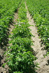 Fototapeta na wymiar Rows of green field of flowering potatoes in summer on a sunny day. Agriculture