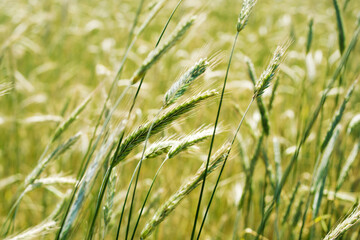 Obraz premium Green rye field ripens on a sunny summer day, soft focus. Agriculture