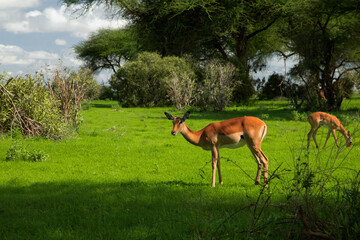 Fototapeta premium Savannah landscape sunset in South Africa bush Savannah landscape.Grant's gazelle female at savannah.