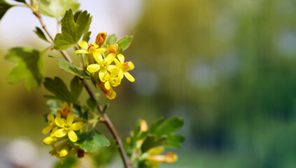 Blooming garden. Spring background with yellow flowering branches of wild currant (Repis) against greenery, soft focus, copy space