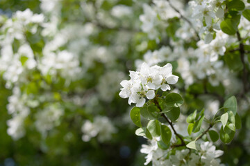Blooming garden. Spring background with white flowering wild pear branches, soft focus