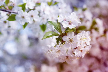 Blooming cherry orchard. Spring background with white flowering branches against the sky, toned, soft focus	