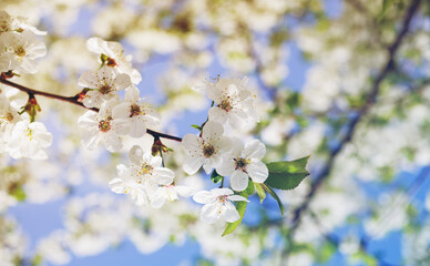 Blooming cherry orchard. Spring background with white flowering branches against the sky, soft focus	