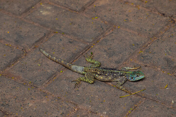 Female rock agama lizard, Agama gray, on the stown Kenya, East Africa.